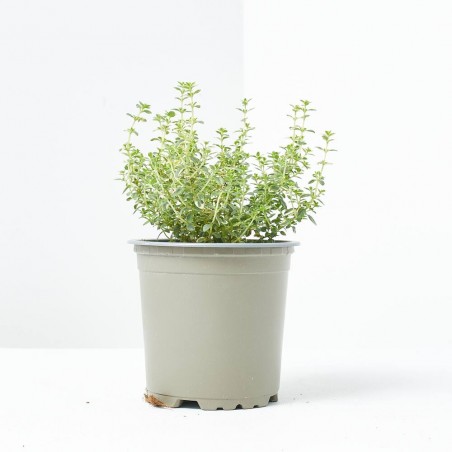 TOMILLO LIMÓN MACETA 11CM VERDECORA