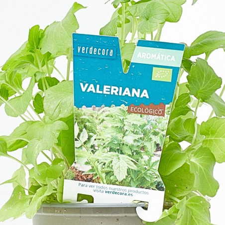 VALERIANA MACETA 11CM VERDECORA