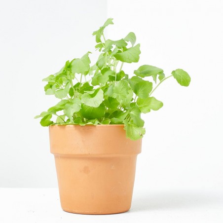 VALERIANA MACETA 11CM VERDECORA