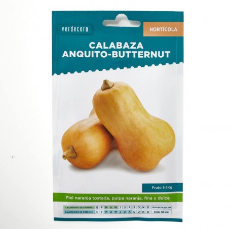 SEMILLAS CALABAZA ANQUITO-BUTTERNUT VERDECORA