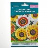 SEMILLAS CRISANTEMO TRICOLOR VARIADO VERDECORA