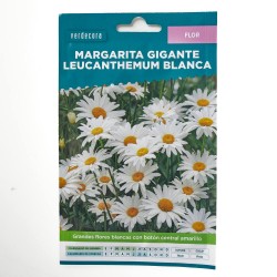 SEMILLAS MARGARITA GIGANTE LEUCANTHEMUM BLANCA VERDECORA