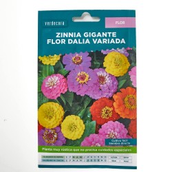 SEMILLAS ZINNIA GIGANTE VERDECORA