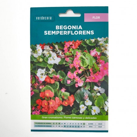 SEMILLAS BEGONIA SEMPERFLORENS VERDECORA