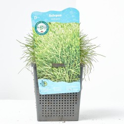 SCIRPUS ISOLEPSIS (11X11)