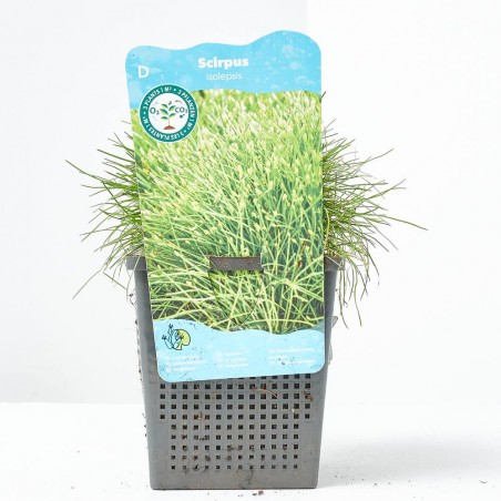 SCIRPUS ISOLEPSIS (11X11)