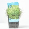 SCIRPUS ISOLEPSIS (11X11)