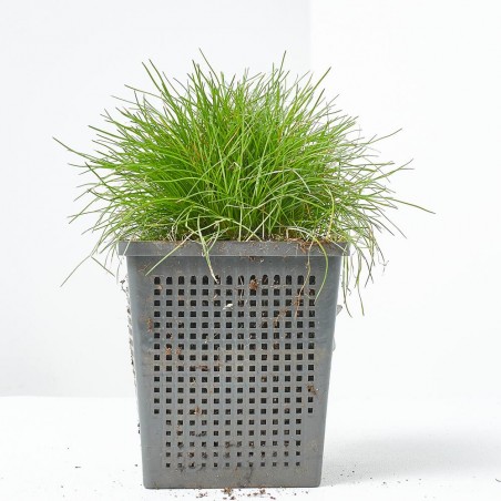 SCIRPUS ISOLEPSIS (11X11)