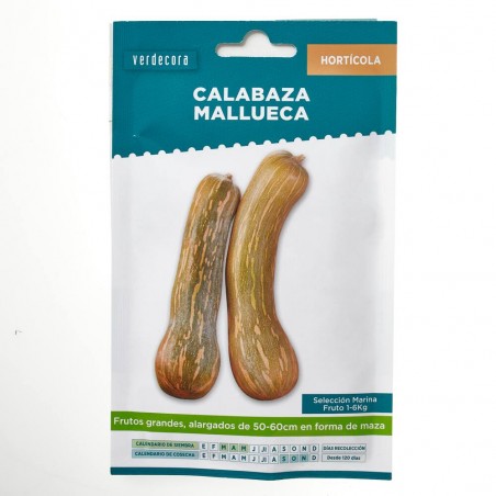 CALABAZA VASCA VERDECORA