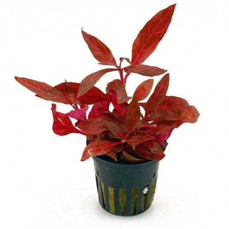 ALTERNANTHERA REINECKII MINI