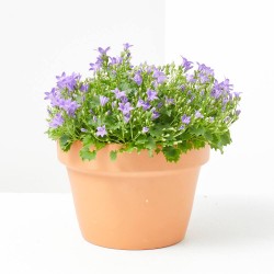 CAMPANULA MACETA 15CM