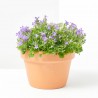 CAMPANULA MACETA 15CM