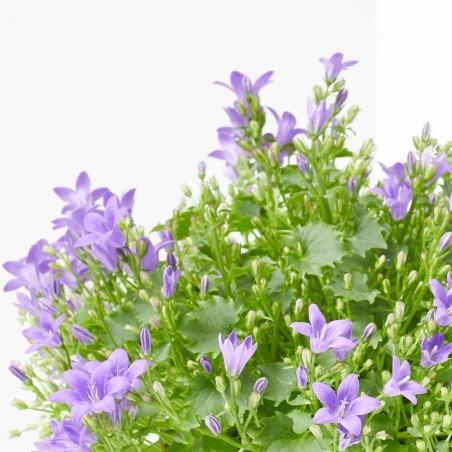 CAMPANULA MACETA 15CM