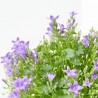 CAMPANULA MACETA 15CM