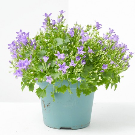 CAMPANULA MACETA 15CM