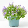 CAMPANULA MACETA 15CM