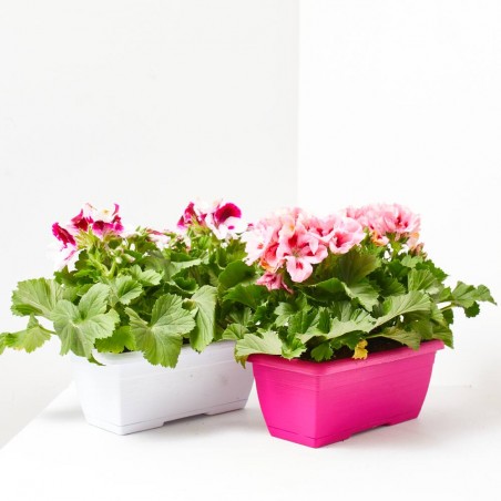 PELARGONIO JARDINERA