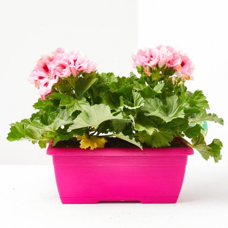 PELARGONIO JARDINERA