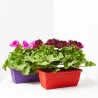 PELARGONIO JARDINERA
