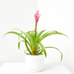 GUZMANIA CANDY MACETA 13CM