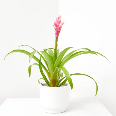 GUZMANIA CANDY MACETA 13CM