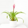 GUZMANIA CANDY MACETA 13CM