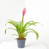 GUZMANIA CANDY MACETA 13CM