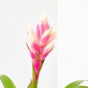 GUZMANIA CANDY MACETA 13CM