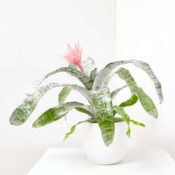 AECHMEA PRIMERA MACETA 15CM XXL