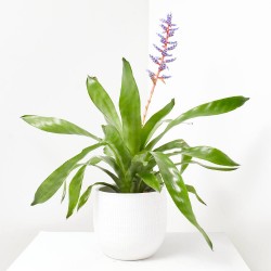 AECHMEA BLUE RAIN MACETA 15CM