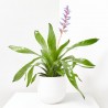 AECHMEA BLUE RAIN MACETA 15CM