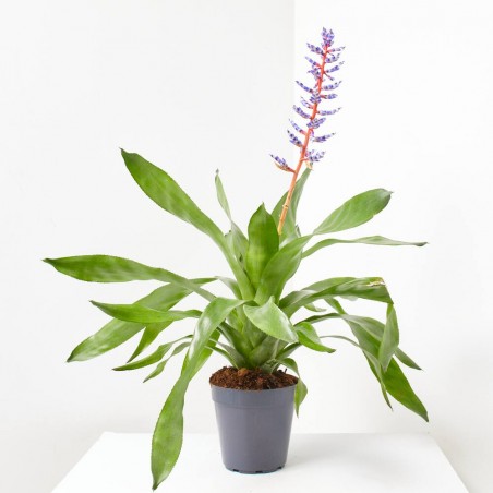 AECHMEA BLUE RAIN MACETA 15CM
