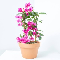 BOUGANVILLA ESPALDERA M-14