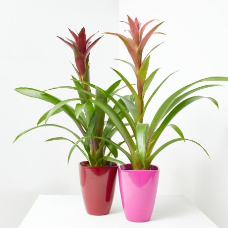 GUZMANIA MÁXIMA CON CUBRE COLOR MACETA 14CM