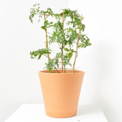 MORA SIN ESPINAS 4L ESPALDERA