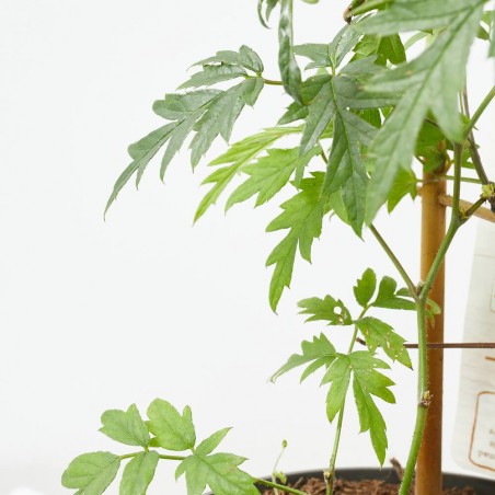 MORA SIN ESPINAS 4L ESPALDERA