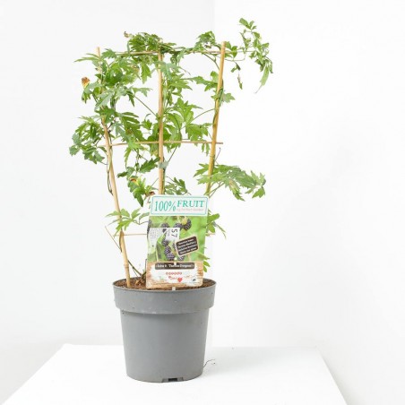 MORA SIN ESPINAS 4L ESPALDERA