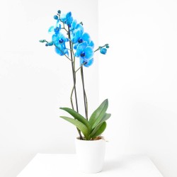 PHALAENOPSIS TINTADA AZUL FUERTE M-12 2 TALLOS