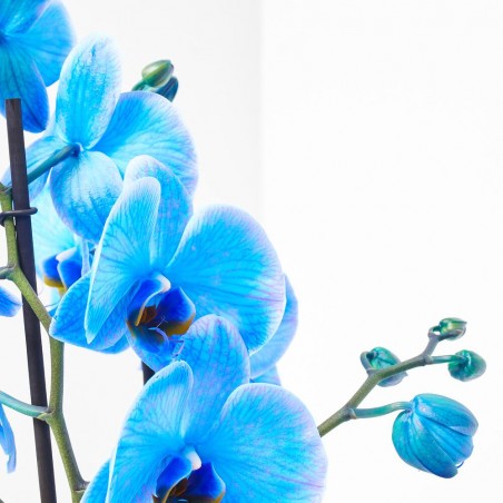 PHALAENOPSIS TINTADA AZUL FUERTE M-12 2 TALLOS