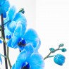 PHALAENOPSIS TINTADA AZUL FUERTE M-12 2 TALLOS