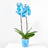 PHALAENOPSIS TINTADA AZUL FUERTE M-12 2 TALLOS