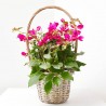 BOUGANVILLA CESTA MACETA 19CM