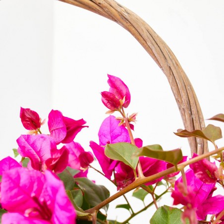 BOUGANVILLA CESTA MACETA 19CM