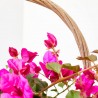 BOUGANVILLA CESTA MACETA 19CM