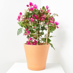 BOUGANVILLA ESPALDERA MACETA 21CM