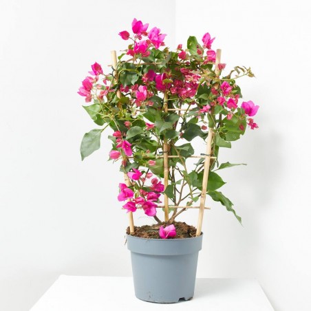 BOUGANVILLA ESPALDERA MACETA 21CM