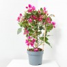 BOUGANVILLA ESPALDERA MACETA 21CM