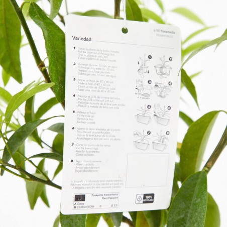 MANDARINO VARIEDADES COPA BAJA