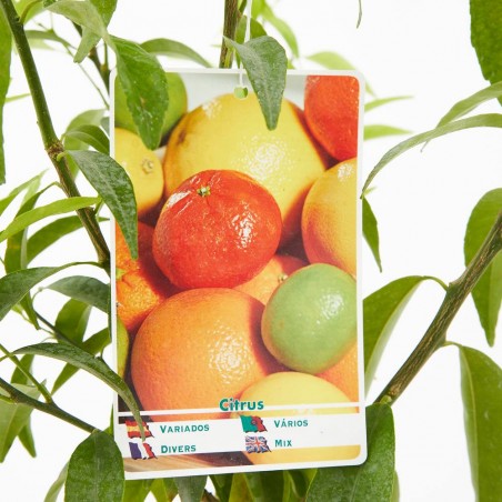 MANDARINO VARIEDADES COPA BAJA