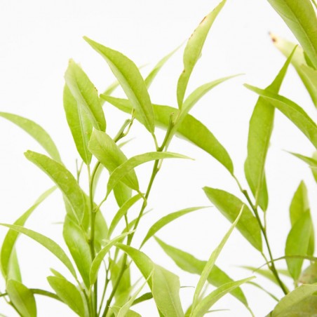 MANDARINO VARIEDADES COPA BAJA